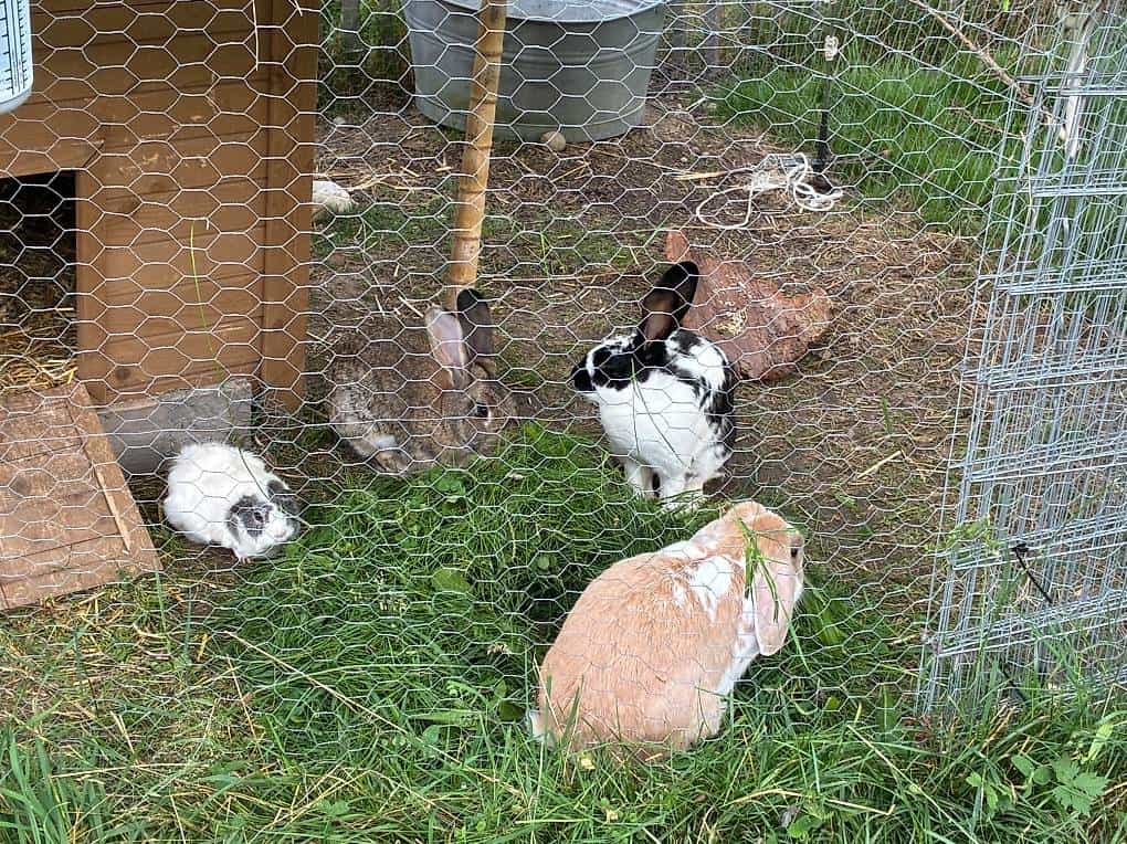 Familien-Kaninchen