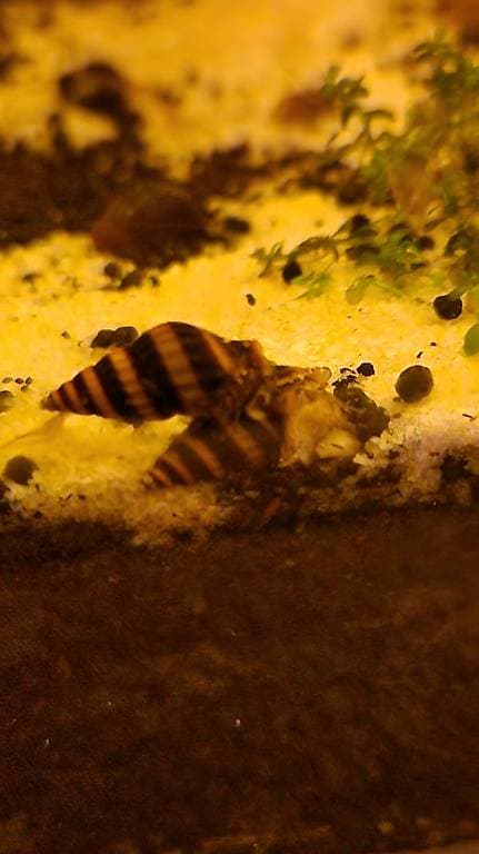 Escargot Helena