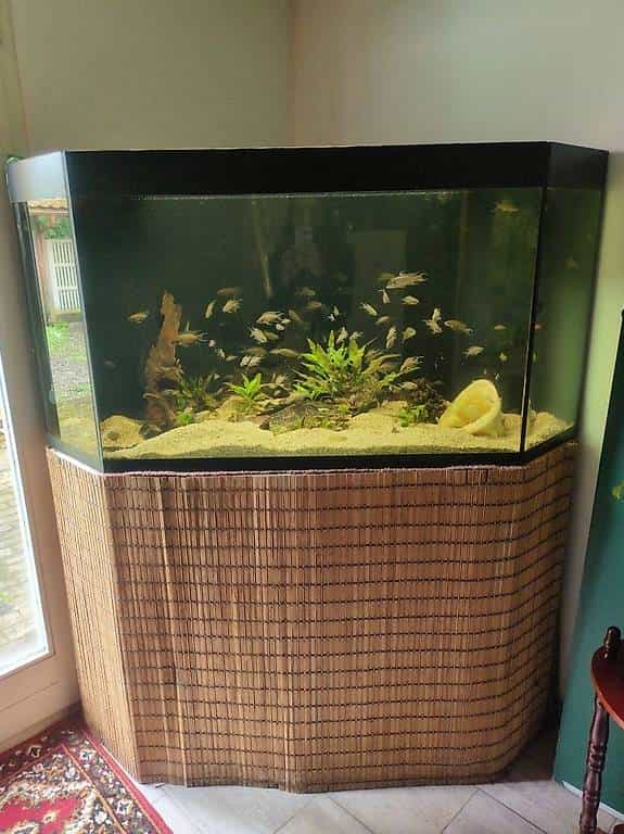 580l-Aquarium zu verschenken (ohne Fische)