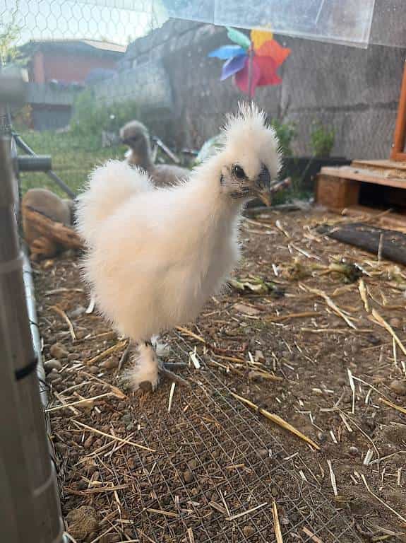 Coq Soie de 3 mois à donner