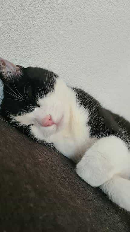 Punky, 17 ans, cherche un doux foyer pour la suite de sa vie