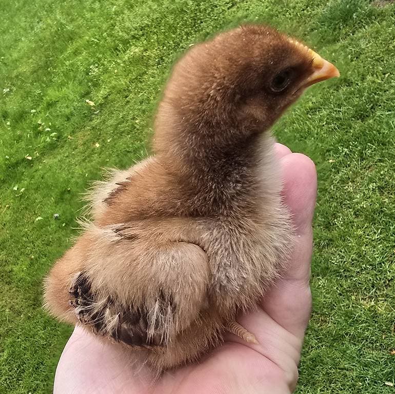 Poussin Orpinton (Sélection concour)