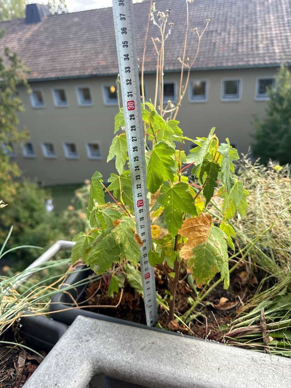 Jungpflanze - Walderdbeere