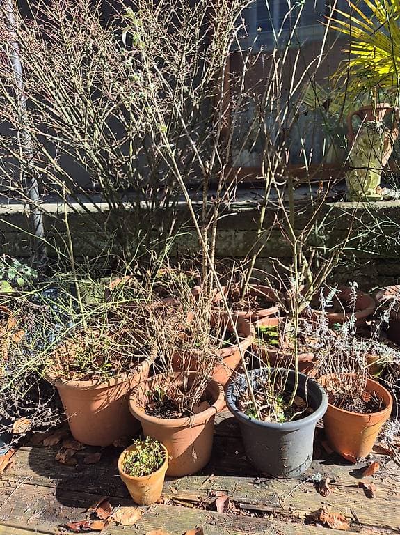 Sträucher und Pflanzen