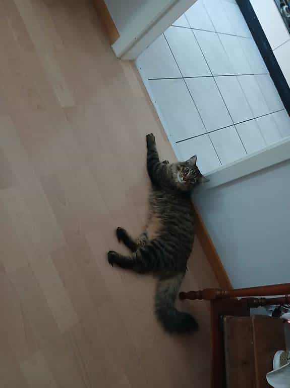 Gatto tigrato