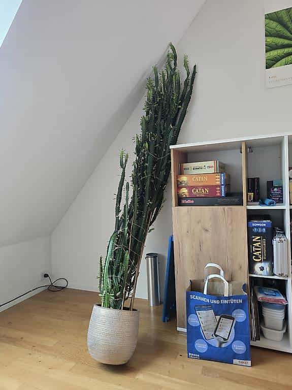 2m Dreikantige Wolfsmilch