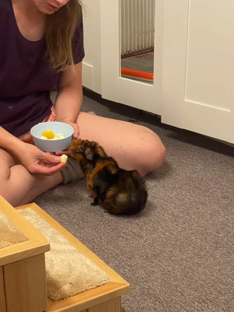 Zwei Meerschweinchen (Mia und Sara)
