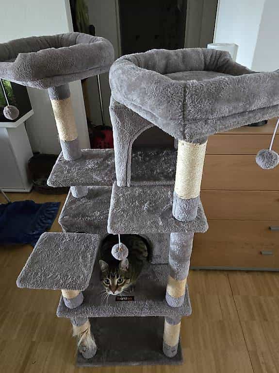 Kratzbaum für kleinere Katzen