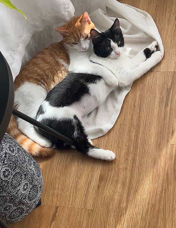 Chat a donné contre bon soin