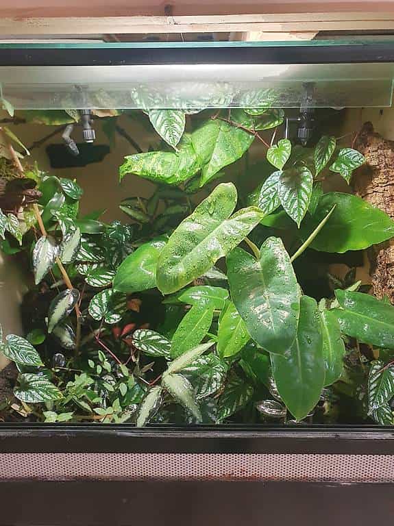 Terrarium complet avec grenouilles