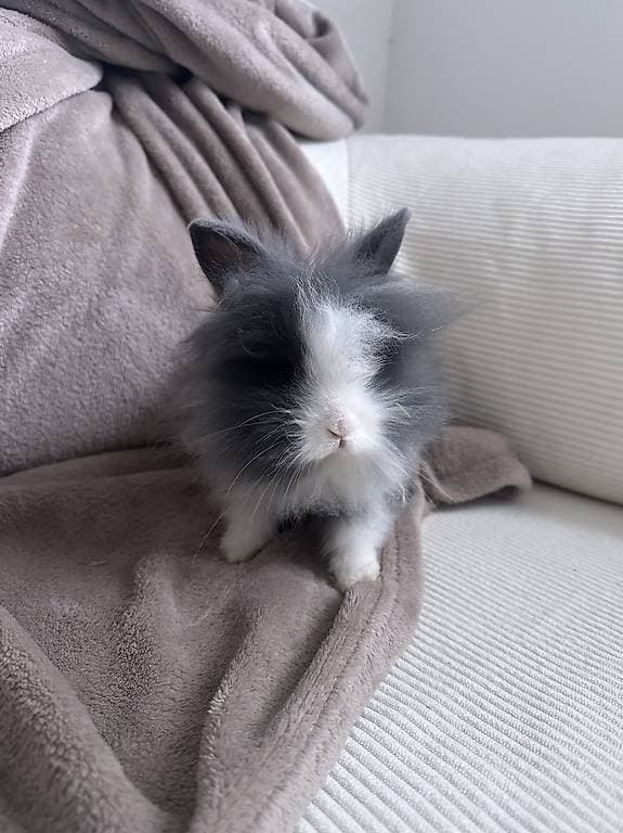 2petit lapin a donné 8mois