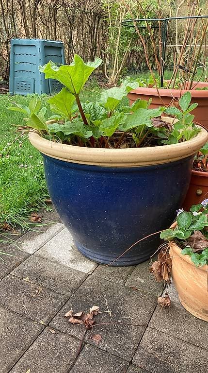 Schöner blauer Tontopf