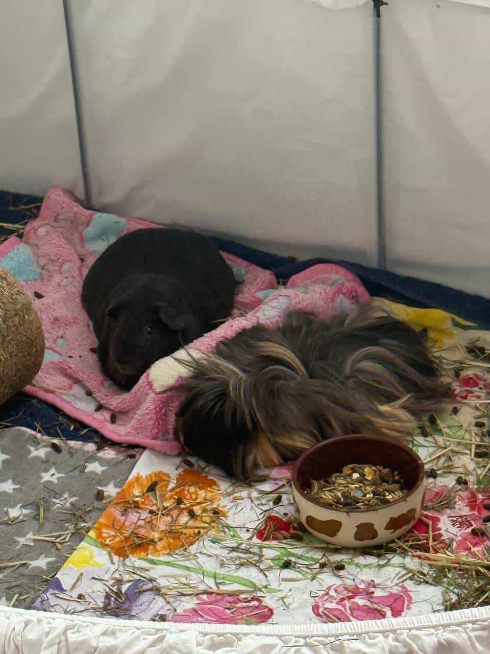 Zwei Meerschweinchen mit Zubehör