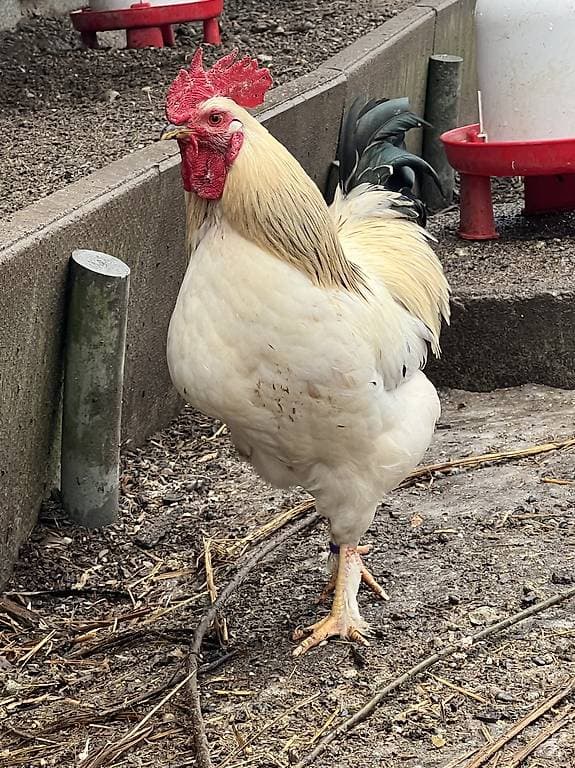 Zwergcochin-Sussex-Mix Hähne