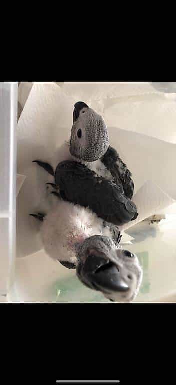 Bébé gris du Gabon Eam apprivoiser