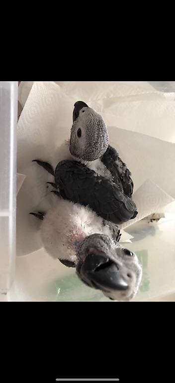 Bébé gris du Gabon Eam apprivoiser