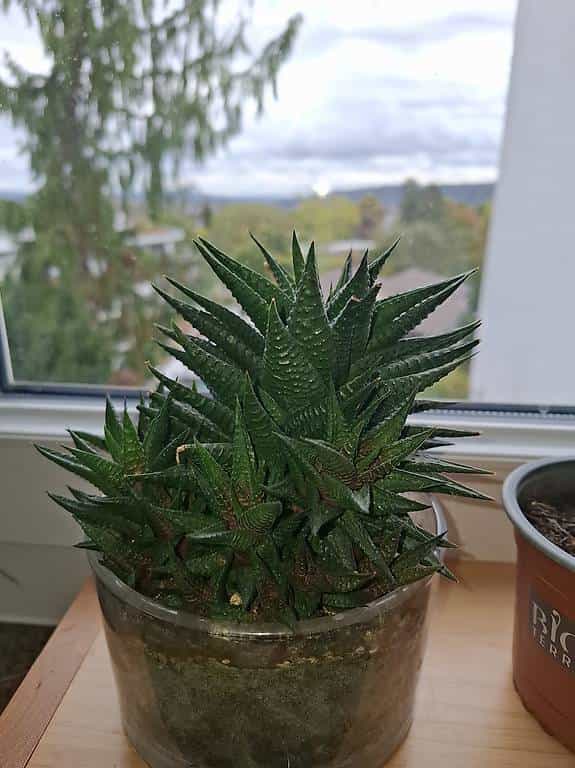 Haworthia Pflanze