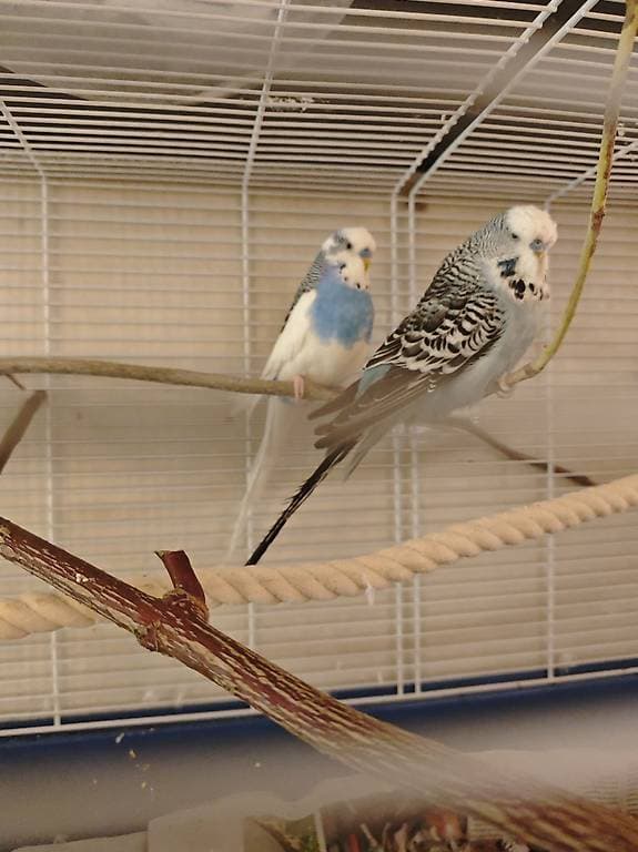 Wellensittiche 2 männchen