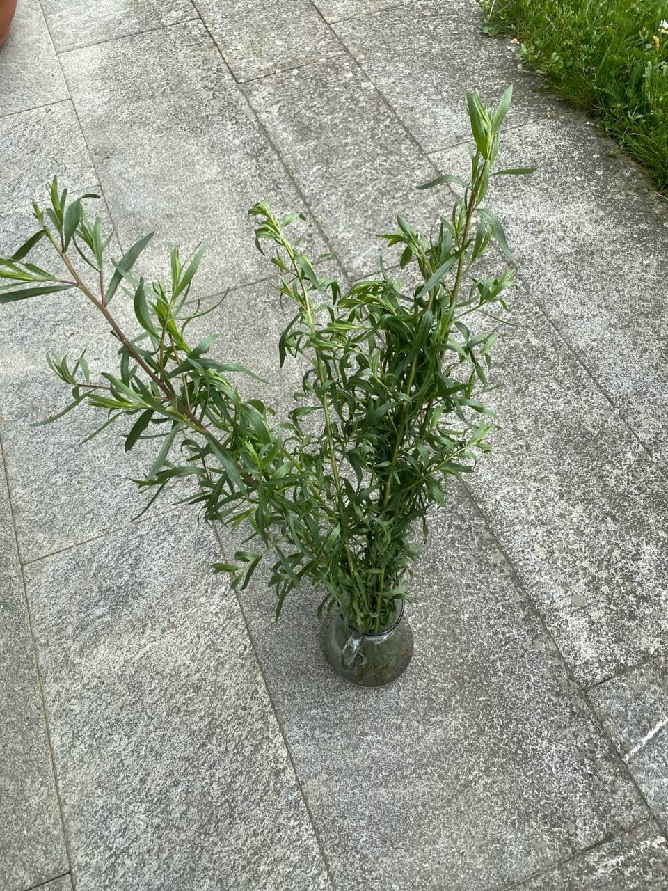 Estragon-Pflanze