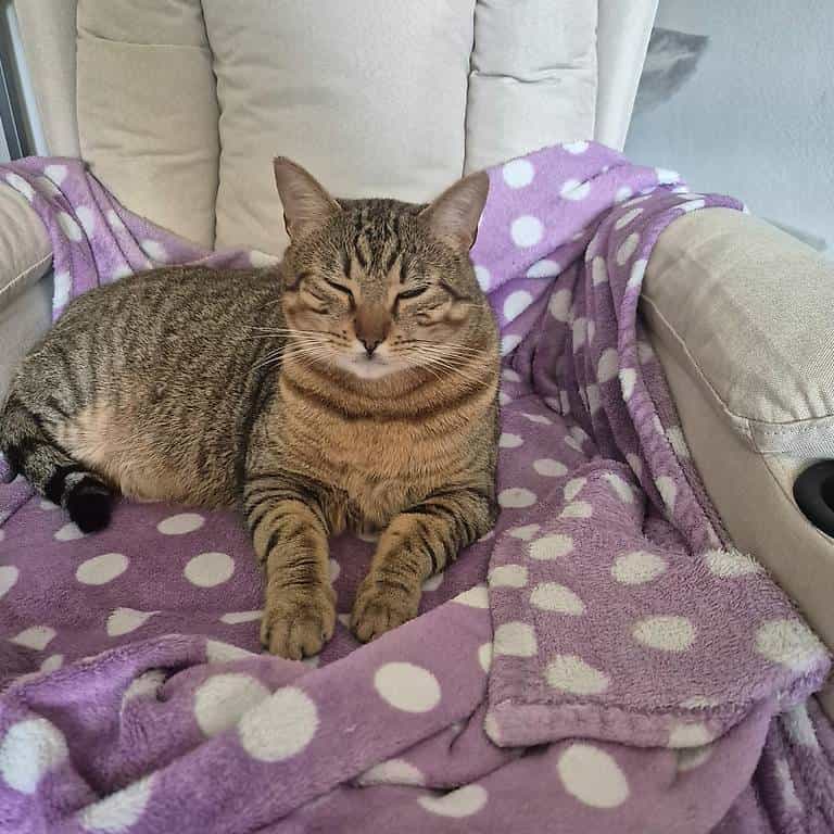 Chat mâle castré de 2ans