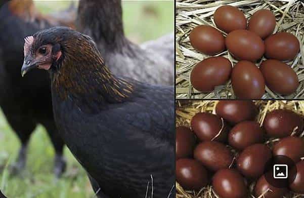 Marans naines - poule aux oeufs d'or - version miniature
