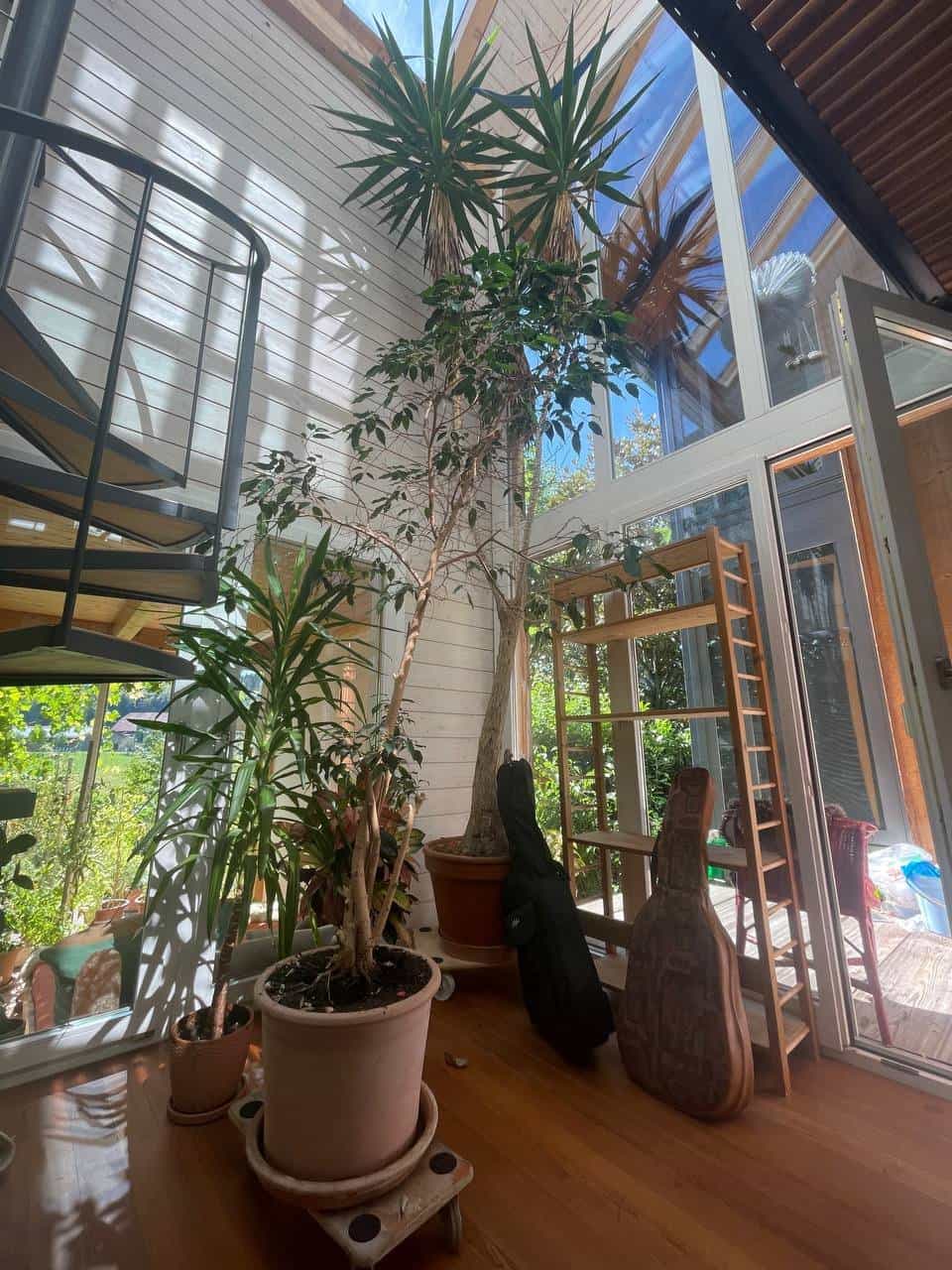Grosse Palme, Ficus Benjamina und Monstera Ableger