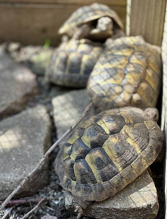 Griechische Landschildkröten gratis abzugeben