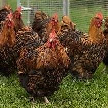 POUSSINS ORPINGTON RACE PURE