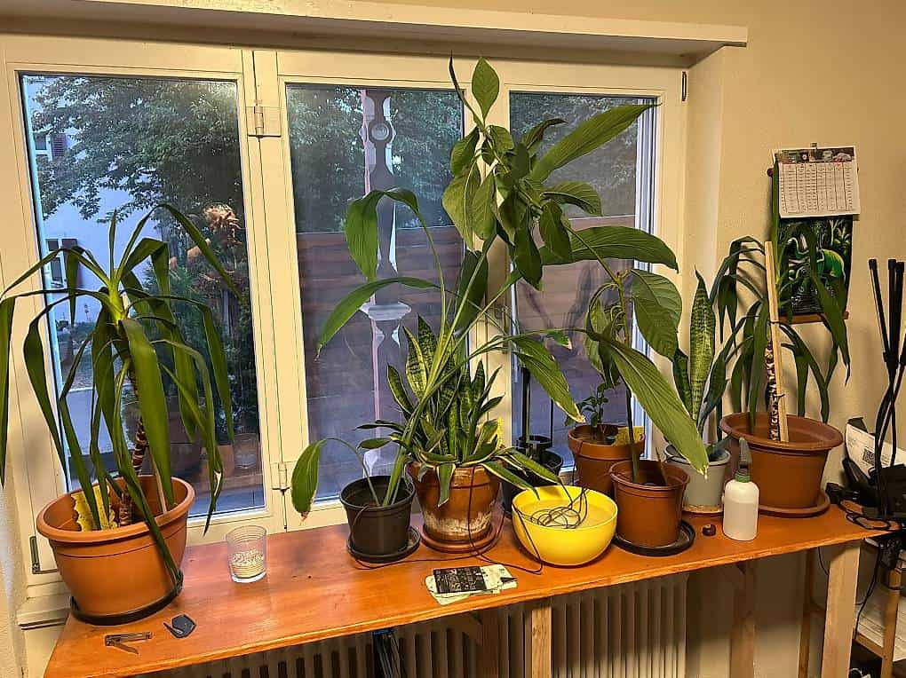 Zimmerpflanzen gratis Yucca, Sansevieria, Avocado