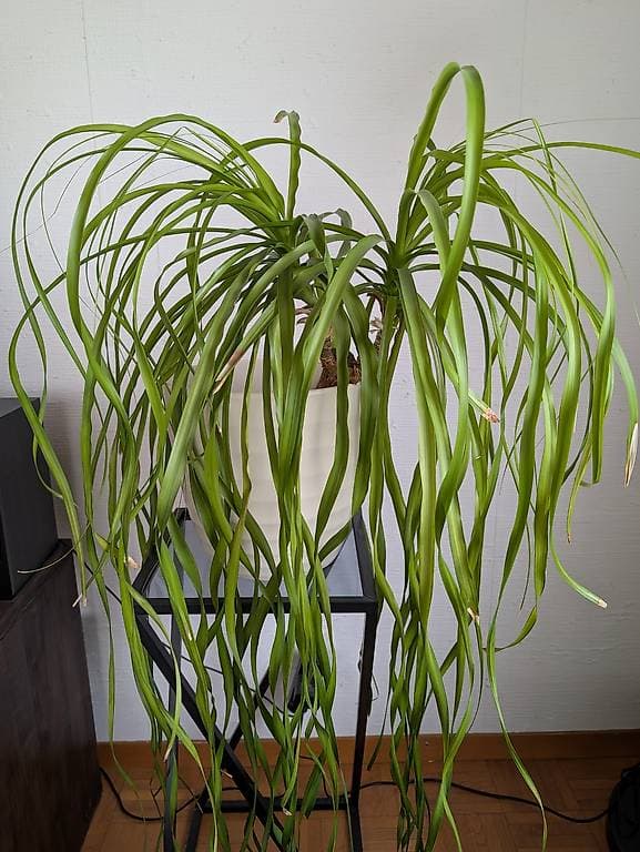 Zimmerpflanze: Elefantenfuss gratis abzugeben