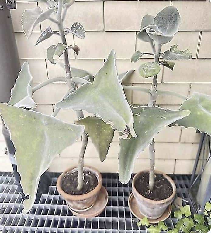 Kalanchoe beharensis (auch Elefantenohr-Kalanchoe