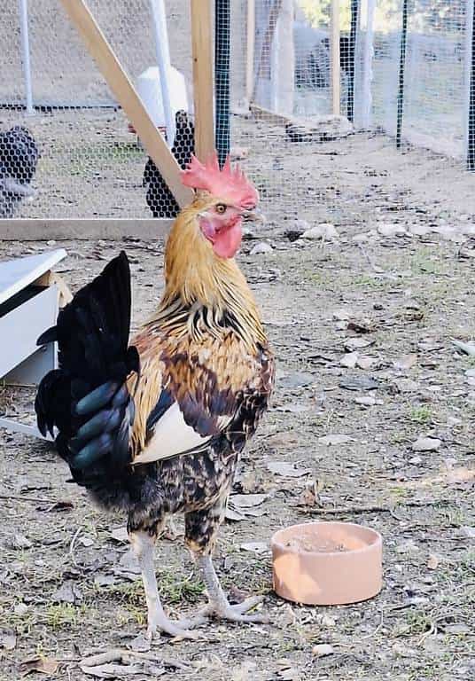 Jeune Coq Tunisien