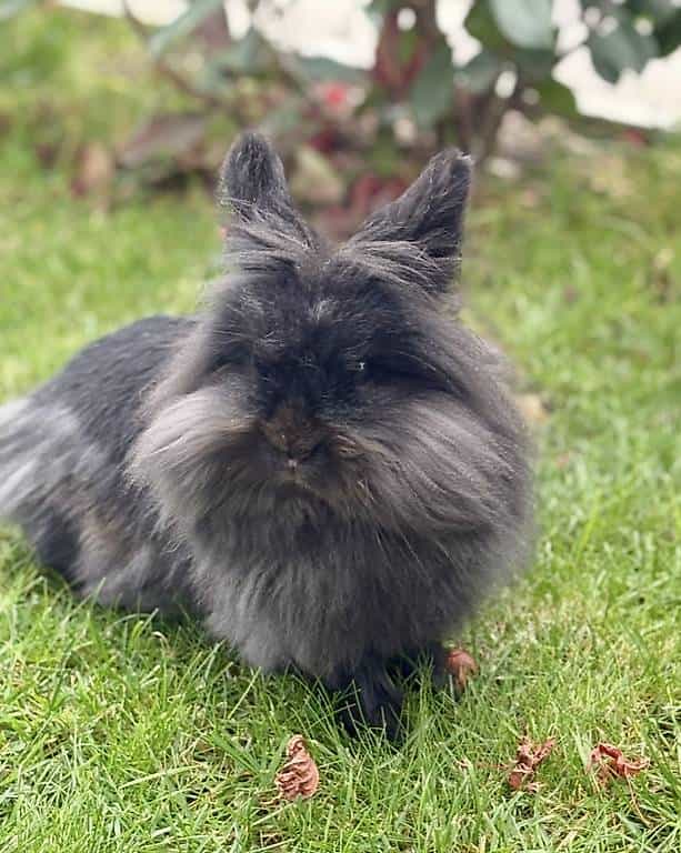 Zwergkaninchen Dame 2 jährig sucht neues Zuhause