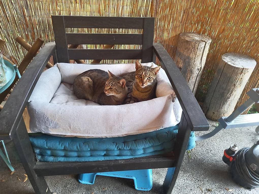 2 Hauskatzen in liebevolle Hände abzugeben