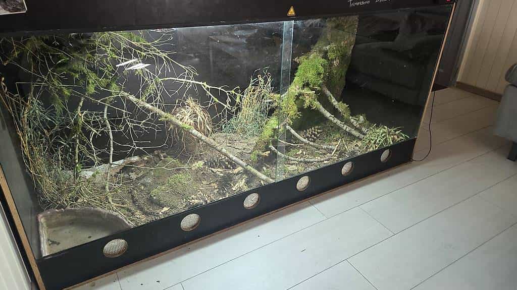 1.1pituophis melanolucus