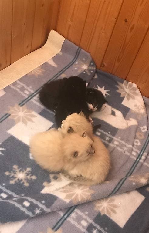 J'adopte chatons errants ou abandonnés