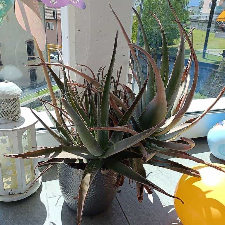 Pianta aloe