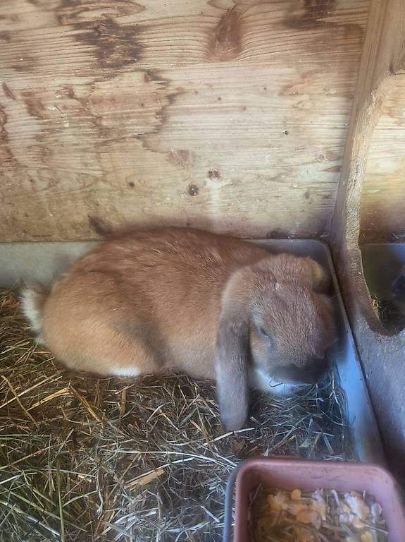 Kaninchen zu verschenken mit Stall