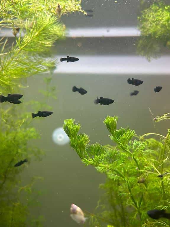 Black Mollys ca 3 Monate alt
