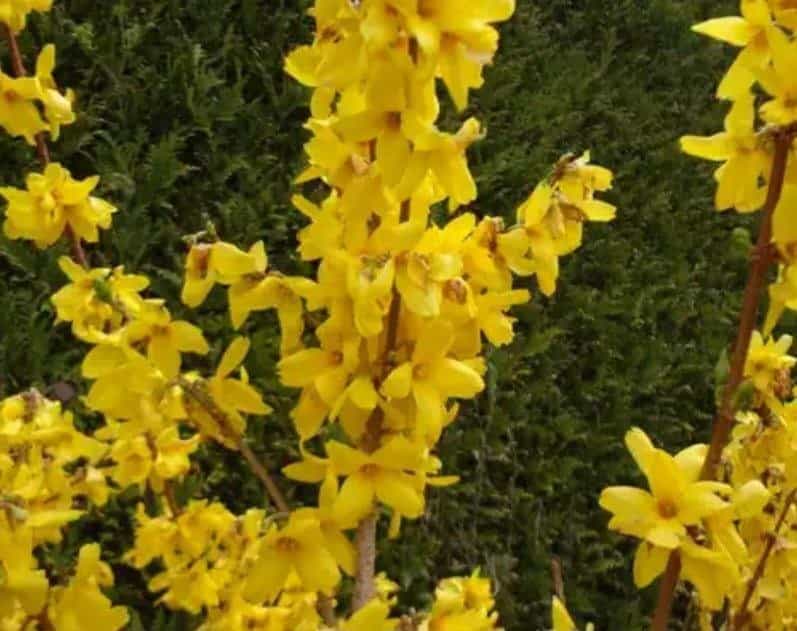 Forsythie (ca. 2 m) zum Ausgraben