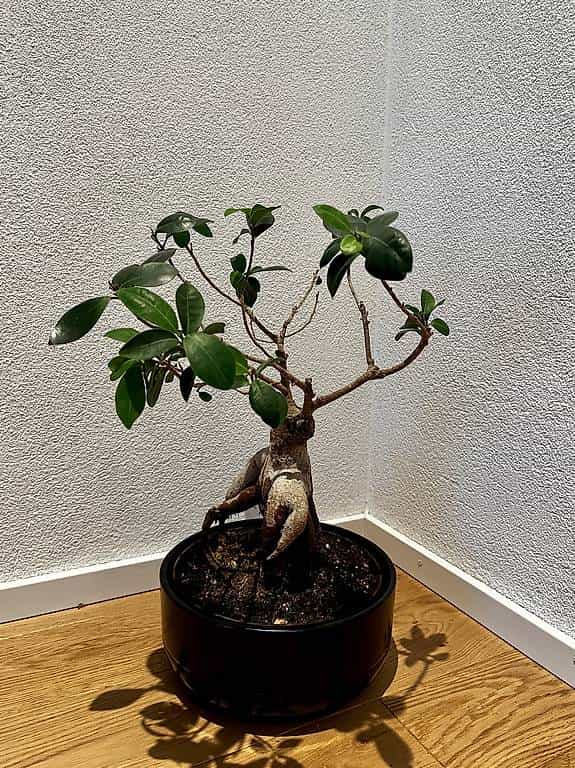 Gratis Bonsai (benötigt Pflege)