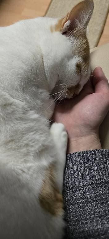 "Ward" sucht eine neue Zuhause