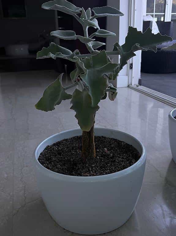 calanchoe