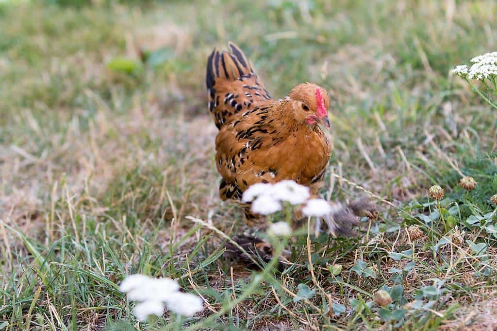 Coq Sabelpoot