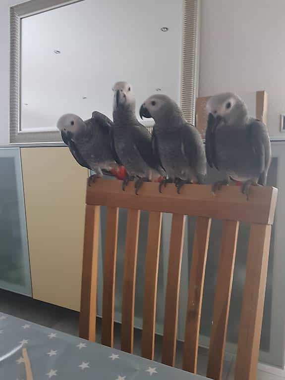 Abgabe nur noch 1 Männchen 15 Wochen alt