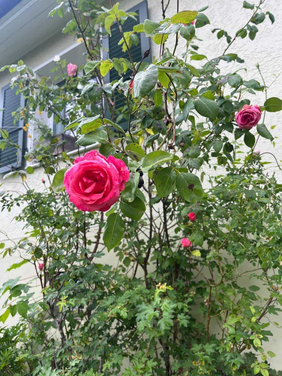 Pflanzen zu verschenken - Garten wird abgerissen
