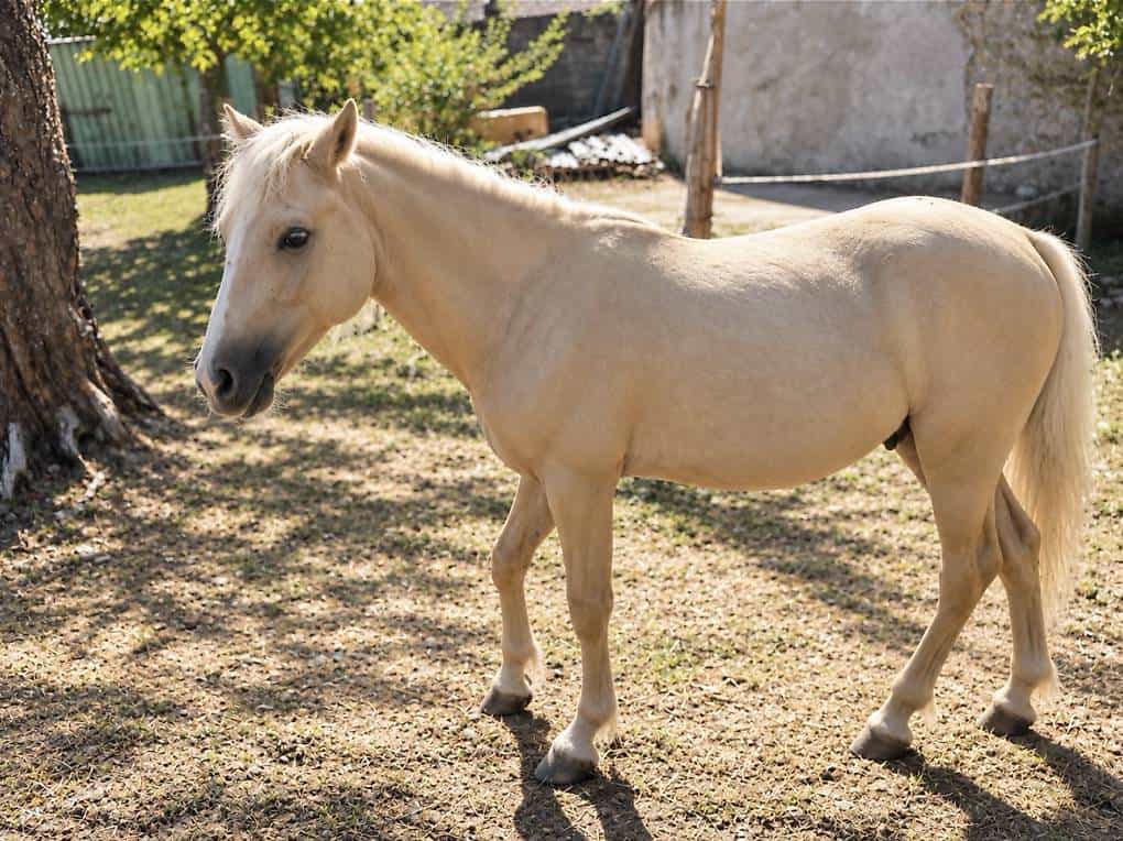Poney entier ONCP