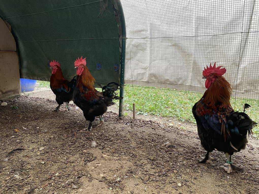 Coq marans à donner