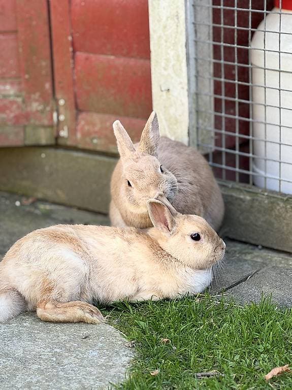 3 zwergkaninchen