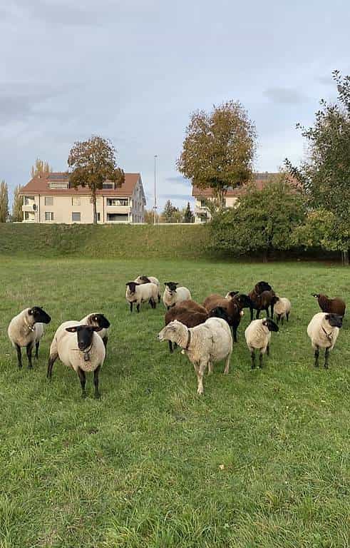 Agnelles suffolk et brun noir